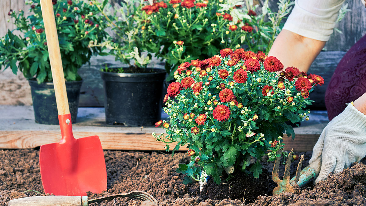 VOLUNTEER OPPORTUNITY: Outdoor Planting at Kehillath Israel